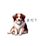 ちょっとぽっちゃりのコーイケルホンディエ（個別スタンプ：16）