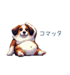 ちょっとぽっちゃりのコーイケルホンディエ（個別スタンプ：17）