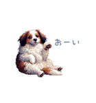 ちょっとぽっちゃりのコーイケルホンディエ（個別スタンプ：19）
