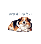 ちょっとぽっちゃりのコーイケルホンディエ（個別スタンプ：23）