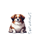 ちょっとぽっちゃりのコーイケルホンディエ（個別スタンプ：24）