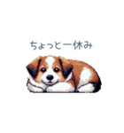 ちょっとぽっちゃりのコーイケルホンディエ（個別スタンプ：28）