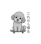 家族で使いやすいトイプードル②（個別スタンプ：1）