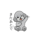 家族で使いやすいトイプードル②（個別スタンプ：2）