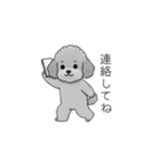 家族で使いやすいトイプードル②（個別スタンプ：5）