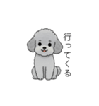 家族で使いやすいトイプードル②（個別スタンプ：10）
