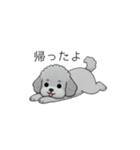家族で使いやすいトイプードル②（個別スタンプ：11）