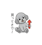 家族で使いやすいトイプードル②（個別スタンプ：13）