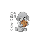 家族で使いやすいトイプードル②（個別スタンプ：15）