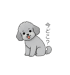 家族で使いやすいトイプードル②（個別スタンプ：20）