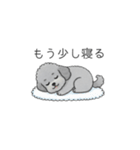 家族で使いやすいトイプードル②（個別スタンプ：29）