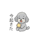 家族で使いやすいトイプードル②（個別スタンプ：30）