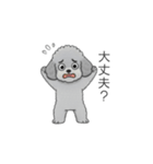 家族で使いやすいトイプードル②（個別スタンプ：31）