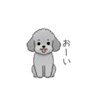 家族で使いやすいトイプードル②（個別スタンプ：33）