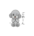 家族で使いやすいトイプードル②（個別スタンプ：34）