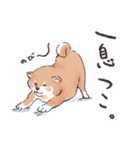 のんびりきままなシバ犬（個別スタンプ：20）