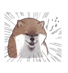 のんびりきままなシバ犬（個別スタンプ：27）