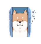 のんびりきままなシバ犬（個別スタンプ：33）