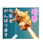 【再販】新春噴射猫メッセージ（個別スタンプ：3）