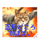 【再販】新春噴射猫メッセージ（個別スタンプ：4）