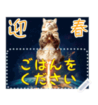 【再販】新春噴射猫メッセージ（個別スタンプ：5）