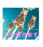 【再販】新春噴射猫メッセージ（個別スタンプ：12）