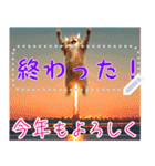 【再販】新春噴射猫メッセージ（個別スタンプ：16）