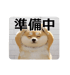 動く むちしば100％（個別スタンプ：20）