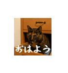 小花達の日常会話スタンプ4（日本語）（個別スタンプ：1）