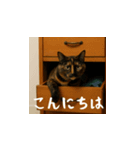 小花達の日常会話スタンプ4（日本語）（個別スタンプ：2）