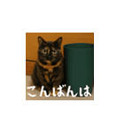 小花達の日常会話スタンプ4（日本語）（個別スタンプ：3）