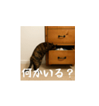 小花達の日常会話スタンプ4（日本語）（個別スタンプ：5）