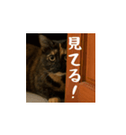 小花達の日常会話スタンプ4（日本語）（個別スタンプ：6）