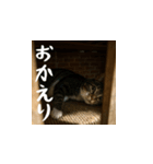 小花達の日常会話スタンプ4（日本語）（個別スタンプ：8）