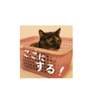 小花達の日常会話スタンプ4（日本語）（個別スタンプ：9）