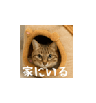 小花達の日常会話スタンプ4（日本語）（個別スタンプ：10）
