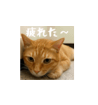 小花達の日常会話スタンプ4（日本語）（個別スタンプ：12）