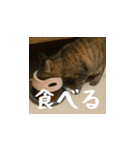 小花達の日常会話スタンプ4（日本語）（個別スタンプ：13）