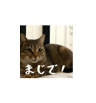 小花達の日常会話スタンプ4（日本語）（個別スタンプ：14）