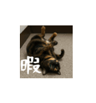 小花達の日常会話スタンプ4（日本語）（個別スタンプ：15）