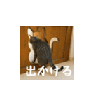 小花達の日常会話スタンプ4（日本語）（個別スタンプ：16）