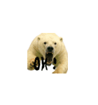 ワールドベアーズ6 日常編（日本語）（個別スタンプ：8）
