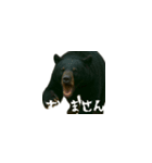 ワールドベアーズ6 日常編（日本語）（個別スタンプ：9）