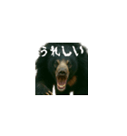 ワールドベアーズ6 日常編（日本語）（個別スタンプ：11）