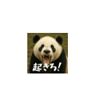 ワールドベアーズ6 受け答え編（日本語）（個別スタンプ：1）