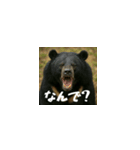 ワールドベアーズ6 受け答え編（日本語）（個別スタンプ：3）