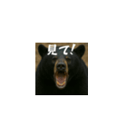 ワールドベアーズ6 受け答え編（日本語）（個別スタンプ：5）