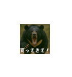 ワールドベアーズ6 受け答え編（日本語）（個別スタンプ：10）