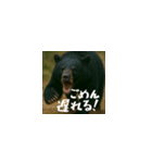 ワールドベアーズ6 受け答え編（日本語）（個別スタンプ：11）