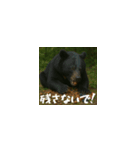 ワールドベアーズ6 受け答え編（日本語）（個別スタンプ：15）